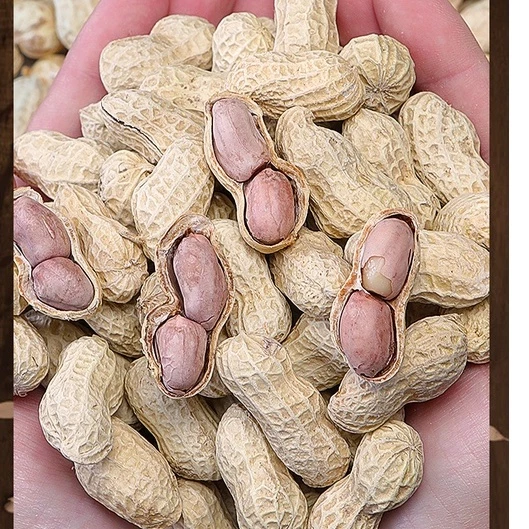 20pc Seed Fresh Peanut Groundnut brown white skin 20pc