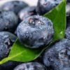 Frozen Bluecrop Blueberries