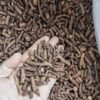 Changbai Mountain Dandelion Root Tea
