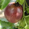 Premium Freeze-Dried Passion Fruit - High-Quality Vacuum Pack (20kg Bulk)