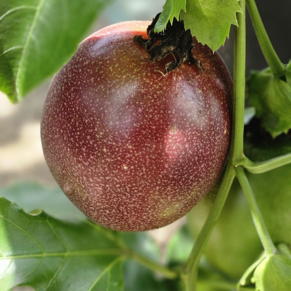Premium Freeze-Dried Passion Fruit - High-Quality Vacuum Pack (20kg Bulk)