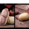 20pc Seed Fresh Peanut Groundnut brown white skin 20pc