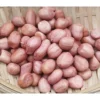 20pc Seed Fresh Peanut Groundnut brown white skin 20pc