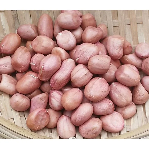 20pc Seed Fresh Peanut Groundnut brown white skin 20pc